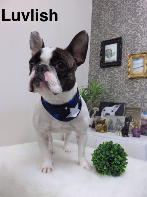 ちゃんとできたワン(^ ^)