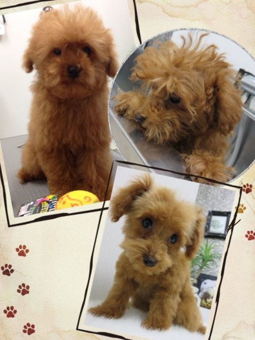 初めてだワン(^ ^)