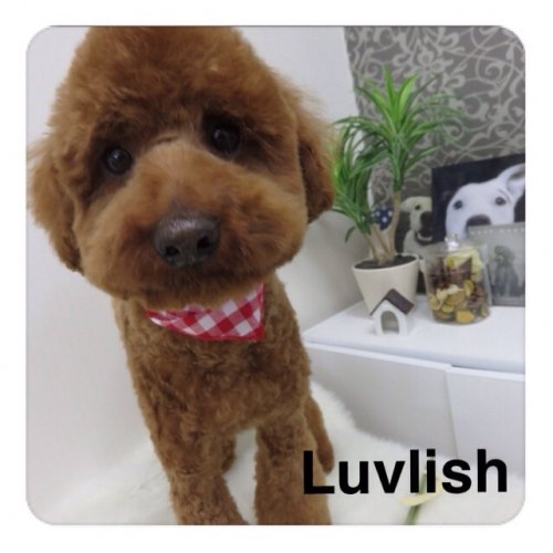 ファイズくん^_^