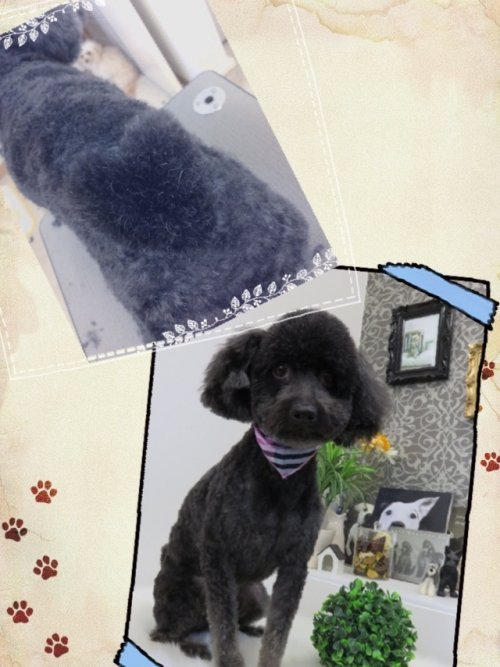 ハートにしたワン(^ ^)