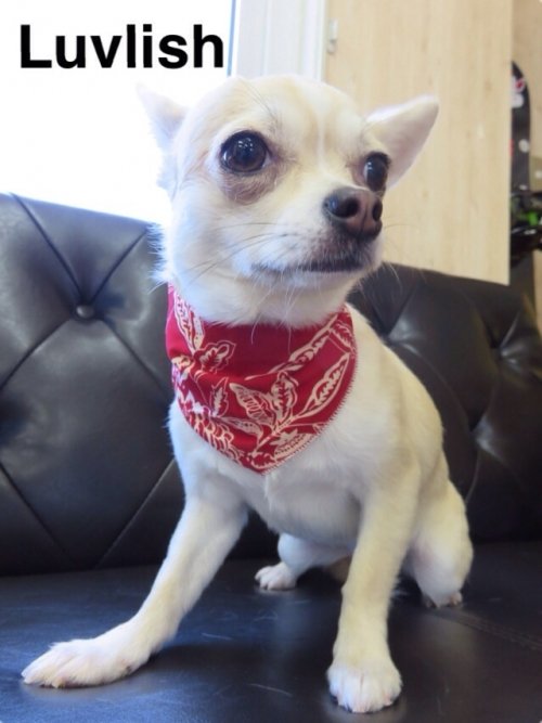 コロネちゃんいらっしゃ~い(^^)