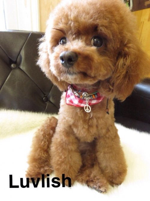 正解は…(´∀`)