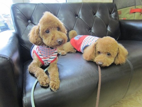 トリミング終わったワン!