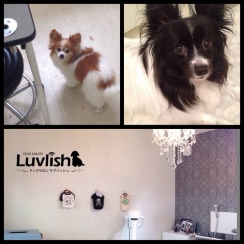 ラブリッシュのまる秘情報(^^)！