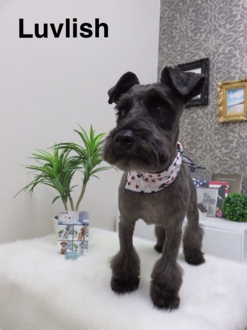 ゴンタくん初ラブリッシュ(*^^*)