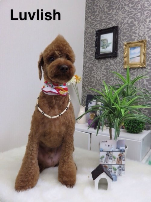 ファイズくんNew style!