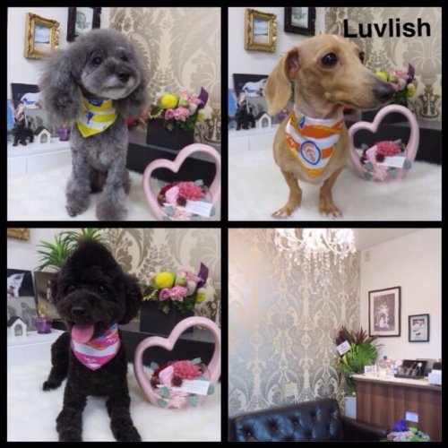 みんなでトリミング～(^^)！