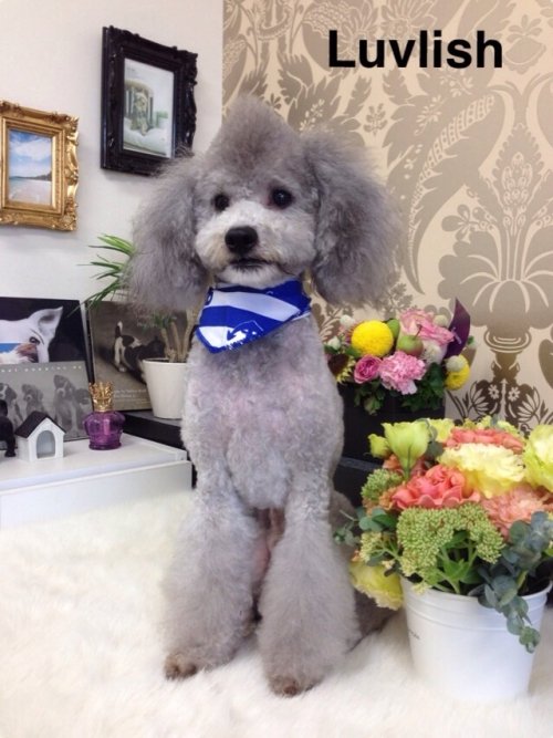 モデル犬のバディーくん(^^)