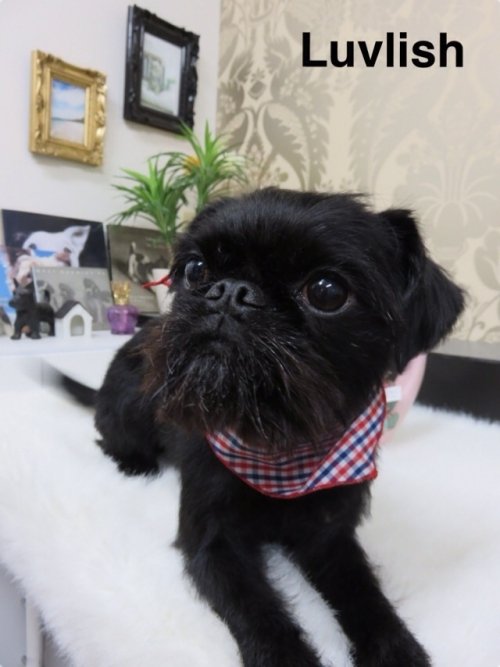 この犬種わかりますか？？