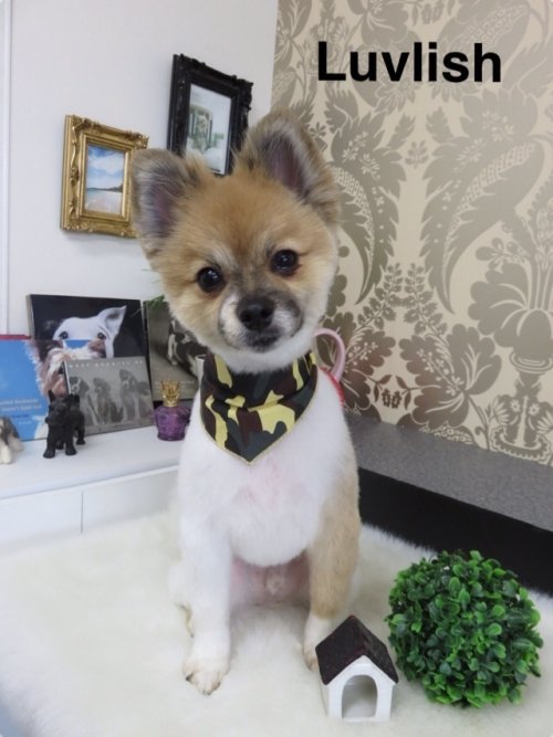 スッキリしたワン(*^^*)