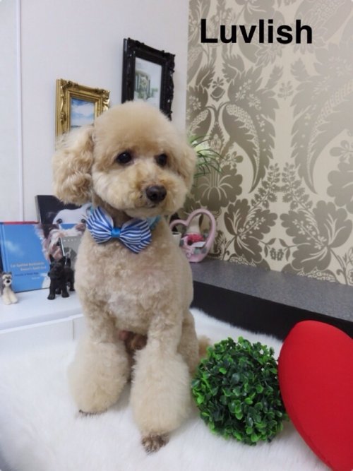 チョビ太くんご来店ありがとうございます(^^)