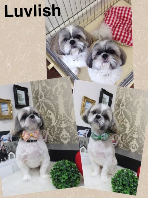 仲良しだワン^_^