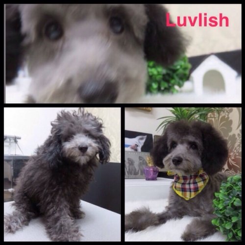 アデルくん(^^)初トリミング