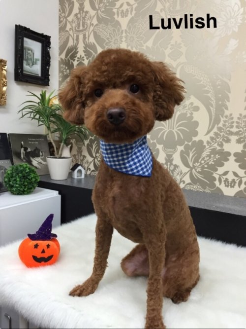 スッキリしたワン！