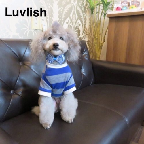 モデル犬 バディーくん