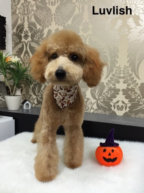 コムギちゃん(^_^)