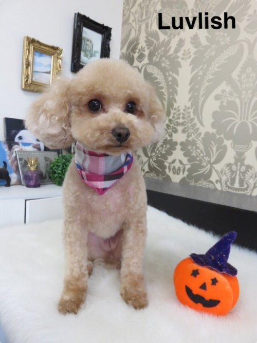 お休み頂いてましたぁ～