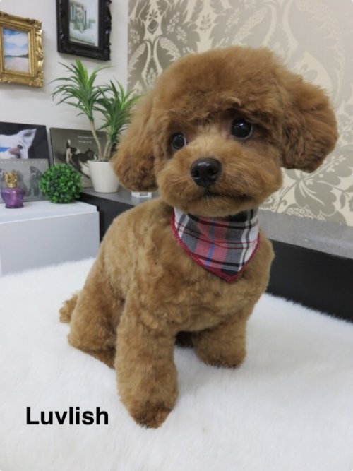 新スター(^^)!ゾロくん