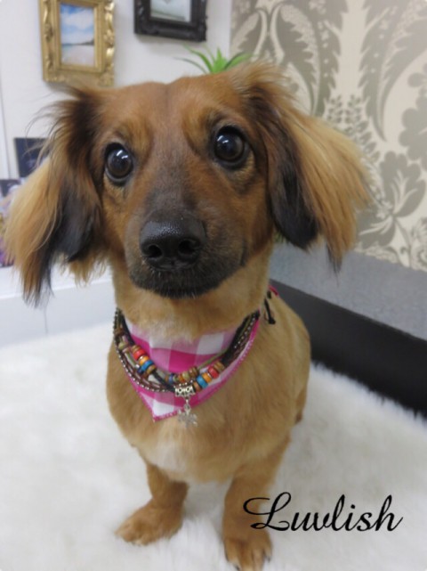 セラピー犬(^^)