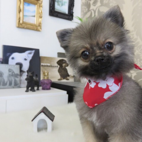 仔犬ちゃん(^ ^)!