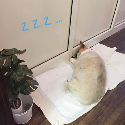 ご予約状況のお知らせ 最新版!