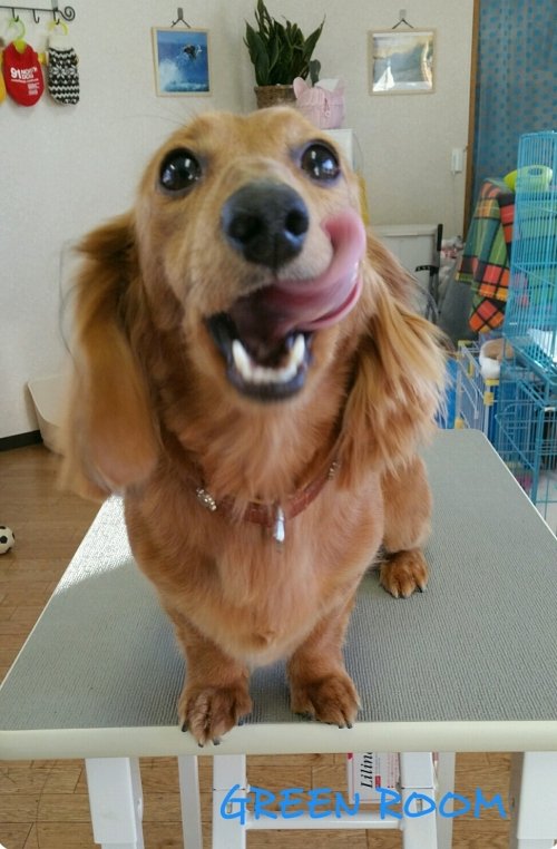 ケンちゃんセナちゃんモカちゃんです(*^^*)