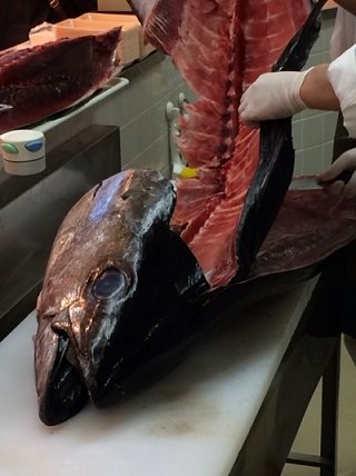 マグロ解体販売