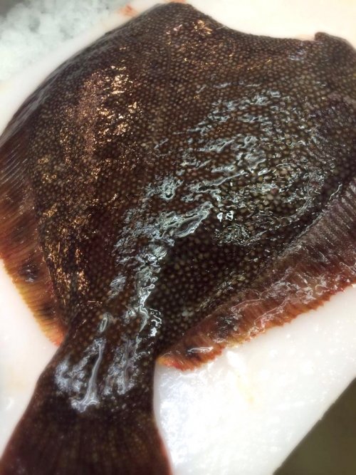 いい魚が入荷しています!
