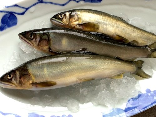 「 鮎 の 塩 焼 き 」