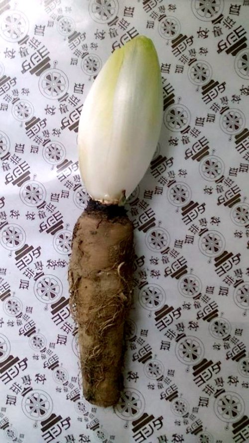 野菜で 健康 飲む・たべる