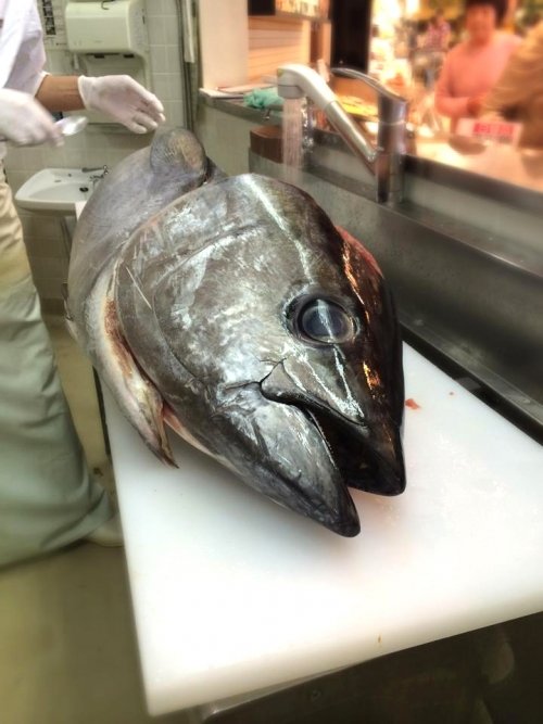 マグロ解体!販売開始で~す