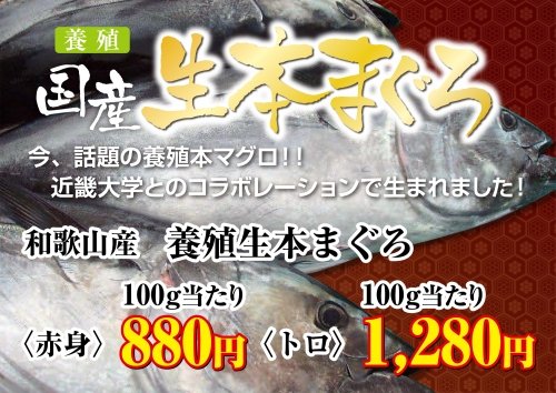 今 話題の養殖本マグロ