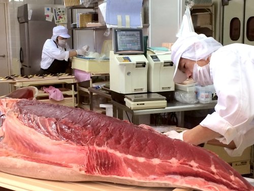 生の鉢マグロはうまい! 解体!