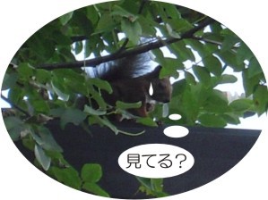 電線にリスが!!