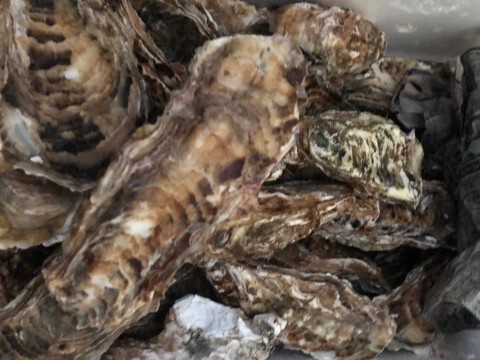 【昼酒　夜酒】土曜日は牡蠣が到着　蒸牡蠣　牡蠣フライ　天婦羅と