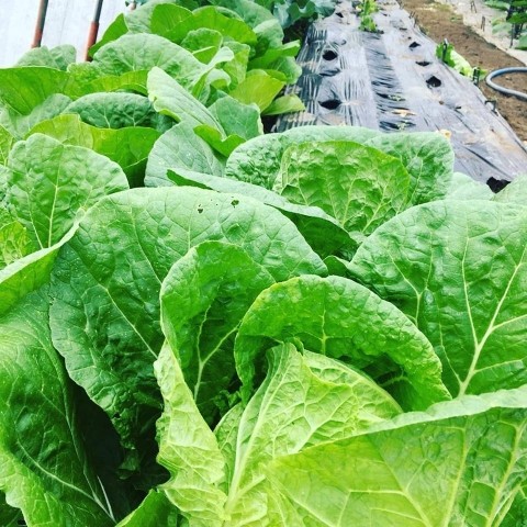 【昼酒　夜酒】十勝産の野菜の季節が到来　サラダが美味い!!