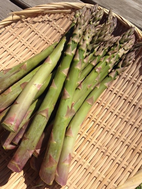 【昼酒　夜酒】GW明け　コロナも対応変更　でもアスパラは相変わらず美味