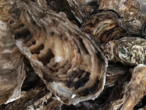 【夜酒】仙鳳趾の牡蠣が入荷 蒸牡蠣も美味いが仙鳳趾は『牡蠣フライ』
