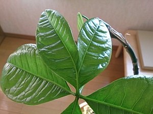 性同一性障害の憑依霊