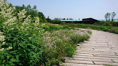 十勝千年の森