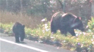 知床峠の熊と、頑張ってもうまくいかない人はどうしたら楽になるのか?