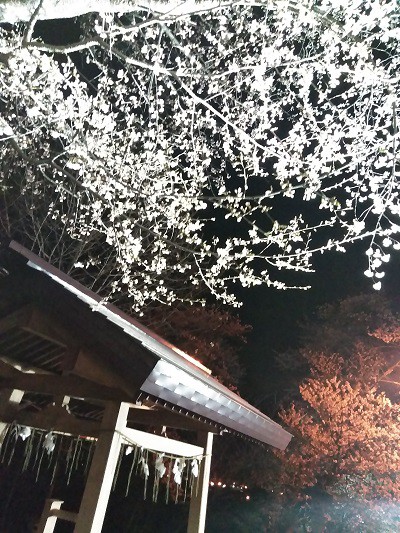 新得山の夜桜と、橋架け替えの迂回路