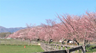 人生の凪(なぎ)―北海道各地の今年の桜