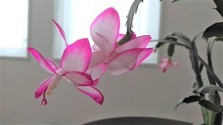 【帯広】カウンセリング・占い(Skype、電話もあり)―営業しています