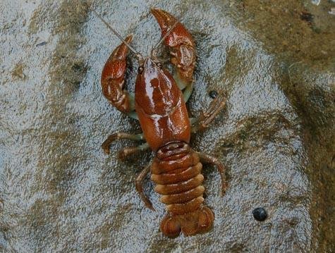 ニホンザリガニ