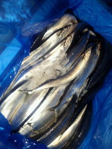 秋刀魚