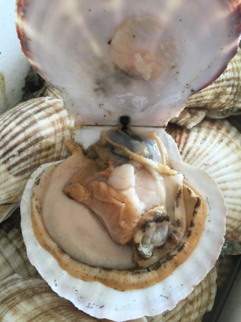 ホタテ