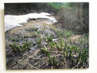 写真展「大雪の自然を撮る」