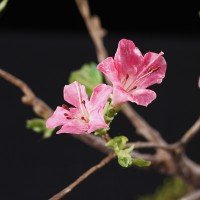 クレイクラフト「摘み花」　奥泉幸子展