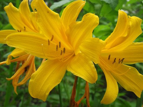 第２３回　タウン２４町内会夏まつり